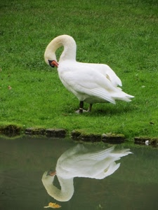 prato, cigno, bianco, riflesso, acqua, verde