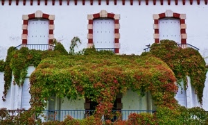 finestre, balconi, piante, edera, verde, ringhiere, rampicante, tettoia, balcone, ringhiera, palazzo