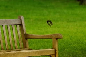 verde, uccello, legno, panchina, prato, sedia, erba, volo