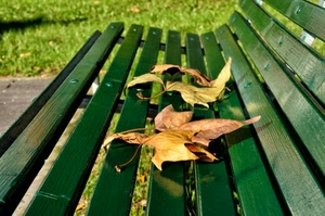 panchina, foglie, verde, autunno, legno, prato, secche, erba