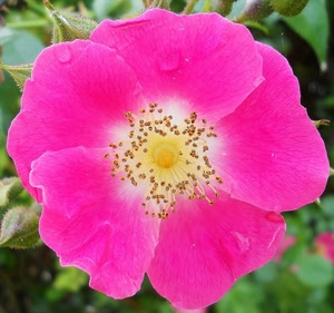 fiore, foglie, petali, rosa, verde, giallo, corolla, pistilli, stami, bianco, sfocato, macro