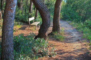 sentiero, panchina, alberi, tronchi, bosco, verde, erba, foglie, piante, parco, legno