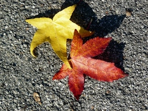 foglie, giallo, rosso, autunno, due, ombra, asfalto