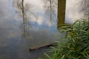 acqua, riflesso, riflessi, foglie, verde, ramo, pioggia, erba, tronco, legno, alberi