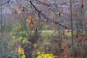 foglie, pioggia, autunno, gocce, rami, ramo, rugiada, albero
