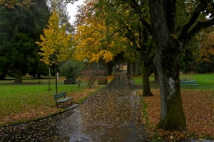 panchina, alberi, autunno, foglie, parco, pioggia, viale