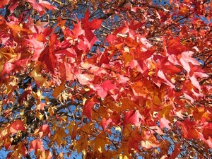foglie, autunno, rosso, rami, albero, giallo, cielo
