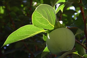 foglie, verde, frutto, mela, frutta, ramo, albero, venature, rami, luce