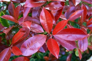 foglie, rosso, rosse, verde, piante, pianta, natura, cespuglio, vegetazione, rami, autunno