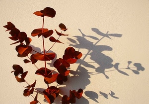 foglie, ombra, pianta, rosso, muro, marrone, rami, ombre, bianco