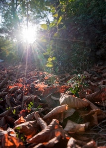 foglie, sole, raggi, alberi, autunno, controluce, verde, secche, bosco, rami