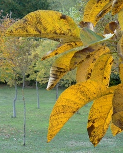 foglie, alberi, giallo, autunno, verde, prato, gialle, piante, tronchi