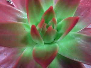 verde, pianta, foglie, grassa, petali, fiore, rosso, macro, rosa