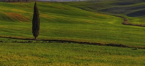verde, albero, cipresso, erba, colline, prato, campagna, prati, agricoltura, solo, paesaggio