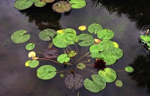 foglie, acqua, verde, ninfee, stagno, gocce, verdi, ninfea, riflessi