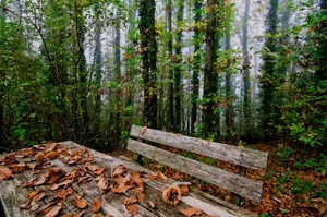 foglie, panchina, alberi, autunno, tavolo, verde, legno, riccio