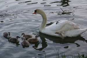 acqua, cigno, bianco, pulcini, becco, cigni, cuccioli, uccelli, mamma