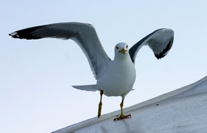 ali, gabbiano, bianco, uccello, zampe, becco