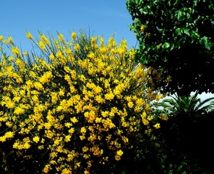 giallo, fiori, piante, verde, cielo, cespuglio, albero, azzurro, alberi