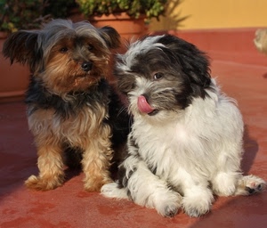 lingua, cani, due, pelo, bianco, animali, musi