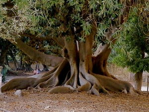 albero, verde, foglie, radici, tronco, rami, natura, marrone, terra, alberi, piante, pianta